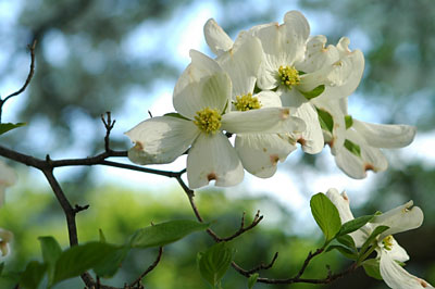 Ansel+adams+dogwood+blossoms