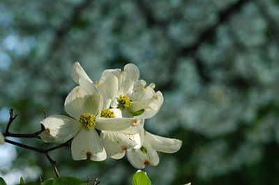 Ansel+adams+dogwood+blossoms