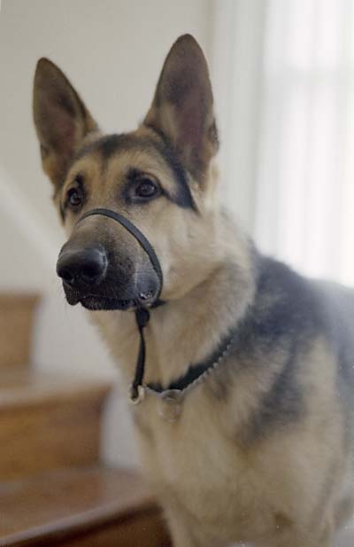 Oakes at ten months wearing a Gentle Leader