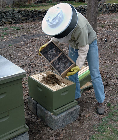 Anne pouring bees