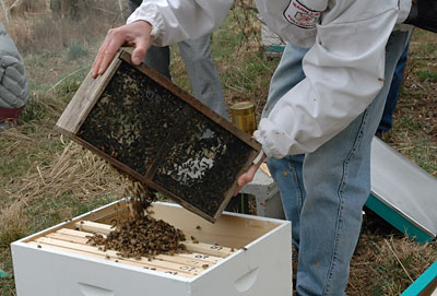 Jim pouring bees