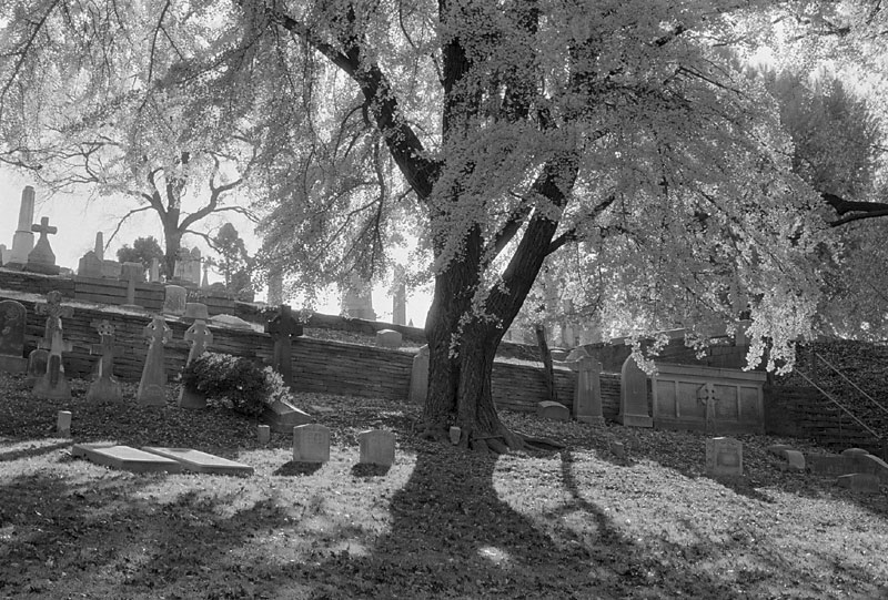  Laurel Hill Cemetery - November 19, 2005