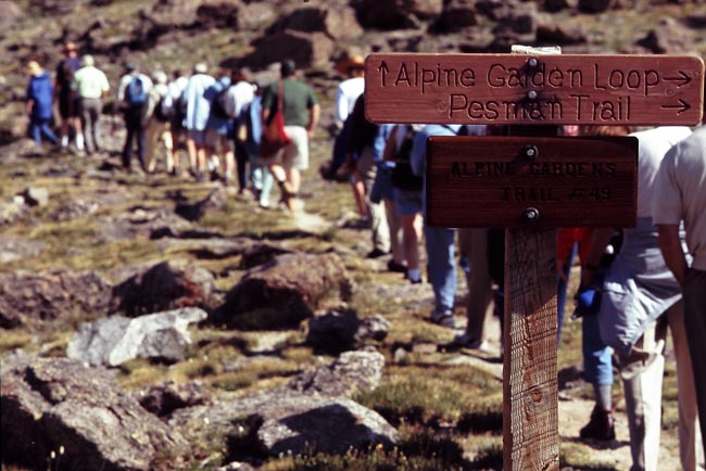 Conifer Society, Denver 2003; M. Walter Pesman Trail, Mt. Goliath [307-03.jpg]