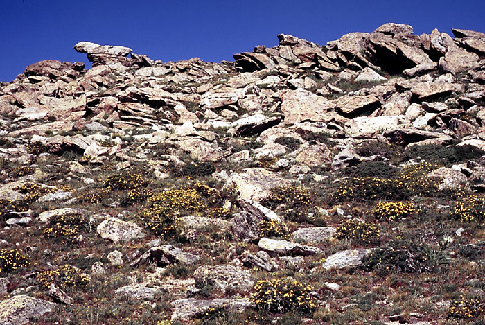 Conifer Society, Denver 2003; M. Walter Pesman Trail, Mt. Goliath [307-33.jpg]