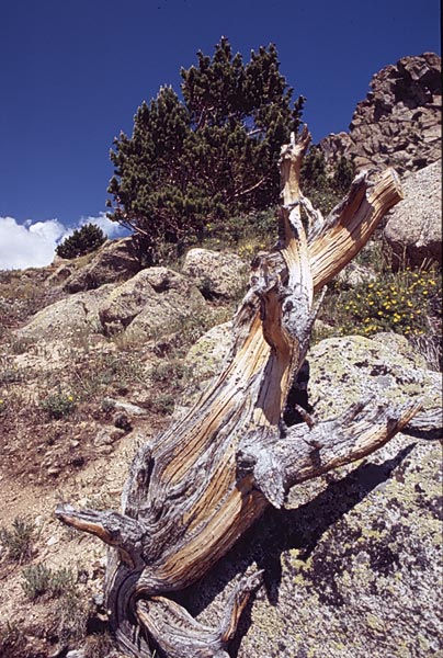 Conifer Society, Denver 2003; M. Walter Pesman Trail, Mt. Goliath [308-06.jpg]