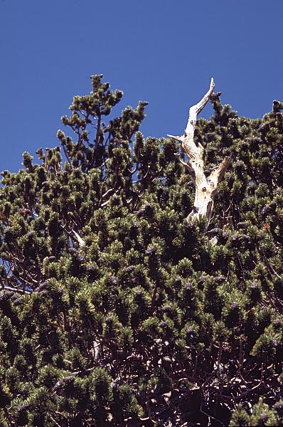 Conifer Society, Denver 2003; M. Walter Pesman Trail, Mt. Goliath [308-07.jpg]