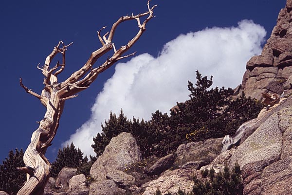 Conifer Society, Denver 2003; M. Walter Pesman Trail, Mt. Goliath [308-11.jpg]