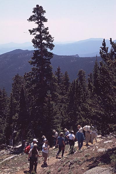 Conifer Society, Denver 2003; M. Walter Pesman Trail, Mt. Goliath [308-20.jpg]