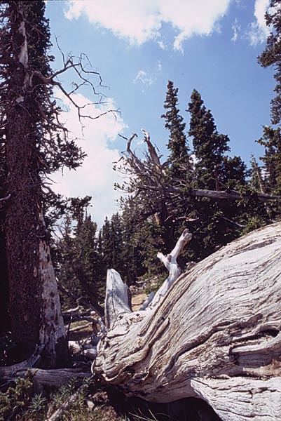 Conifer Society, Denver 2003; M. Walter Pesman Trail, Mt. Goliath [308-28.jpg]