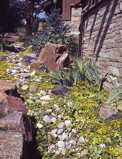 Conifer Society, Denver 2003; Private Garden, Castle Pines, CO [309-15.jpg]