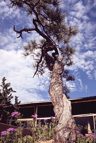 Conifer Society, Denver 2003; Jerry Morris Greenhouse [309-31.jpg]