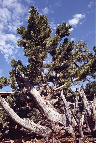 Conifer Society, Denver 2003; Jerry Morris Greenhouse [309-32.jpg]