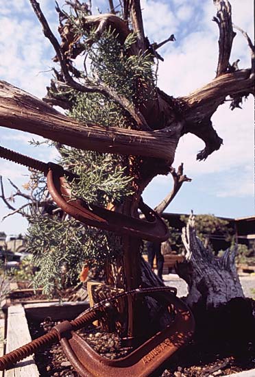 Conifer Society, Denver 2003; Jerry Morris Greenhouse [309-34.jpg]