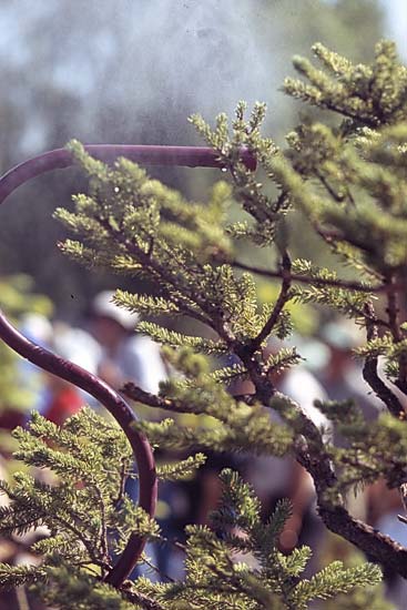 Conifer Society, Denver 2003; Jerry Morris Greenhouse [310-08.jpg]