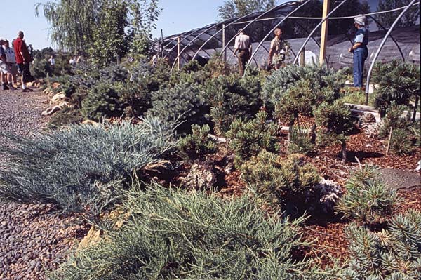 Conifer Society, Denver 2003; Jerry Morris Greenhouse [310-20.jpg]