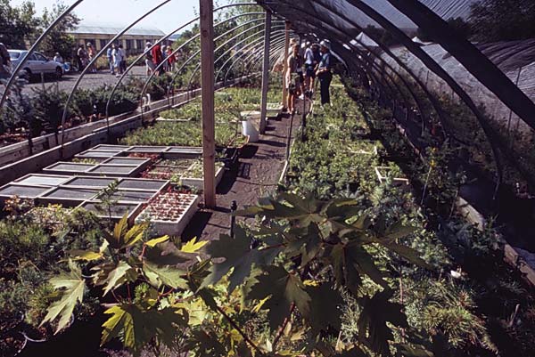 Conifer Society, Denver 2003; Jerry Morris Greenhouse [310-21.jpg]