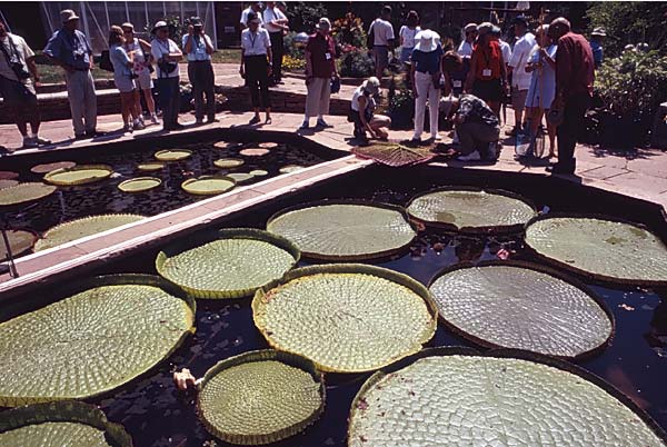 Conifer Society, Denver 2003; Nancy Styler Garden [311-18.jpg]