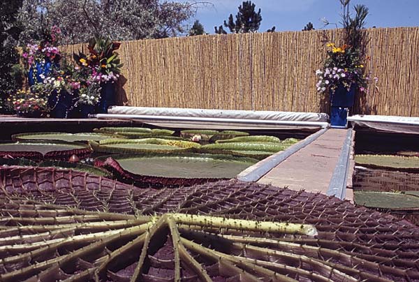 Conifer Society, Denver 2003; Nancy Styler Garden [311-30.jpg]