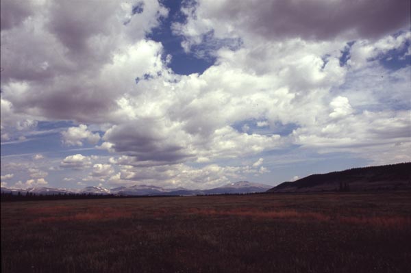 Conifer Society, Denver 2003; Platte River Ranch [312-29.jpg]