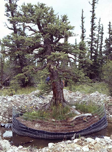 Conifer Society, Denver 2003; Platte River Ranch [313-07.jpg]