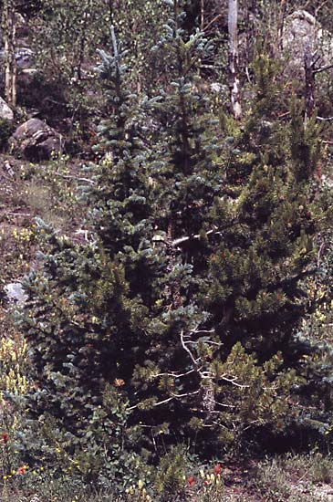 Conifer Society, Denver 2003; Windy Ridge [314-12.jpg]