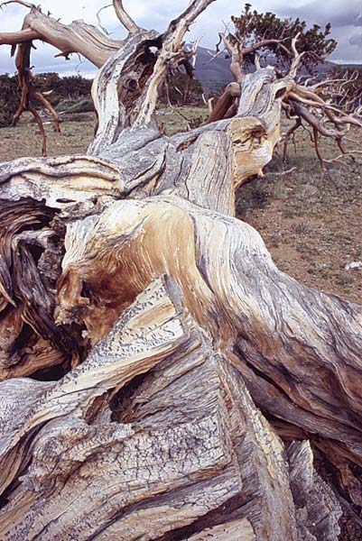 Conifer Society, Denver 2003; Windy Ridge [314-14.jpg]