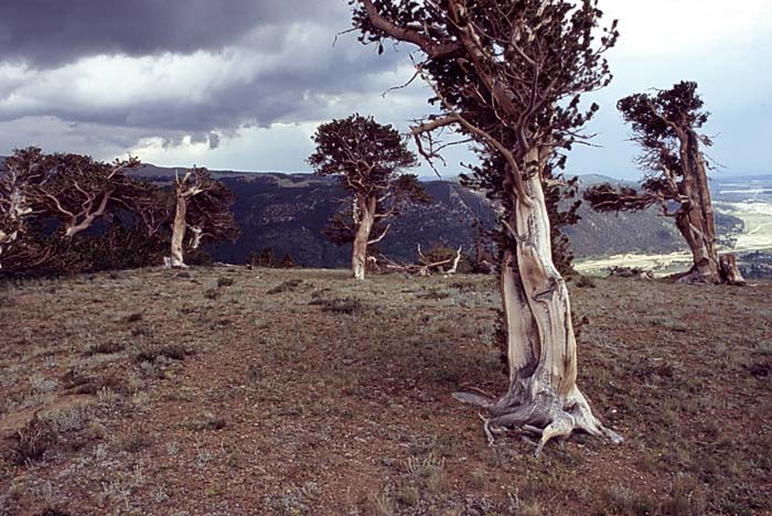 Conifer Society, Denver 2003; Windy Ridge [314-16.jpg]