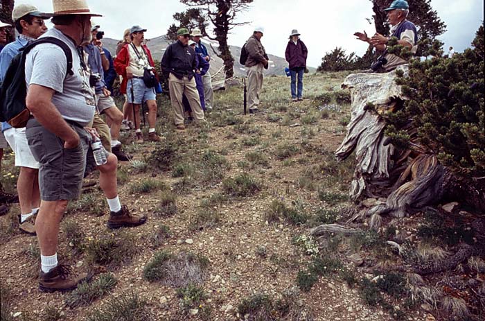 Conifer Society, Denver 2003; Windy Ridge [314-21.jpg]