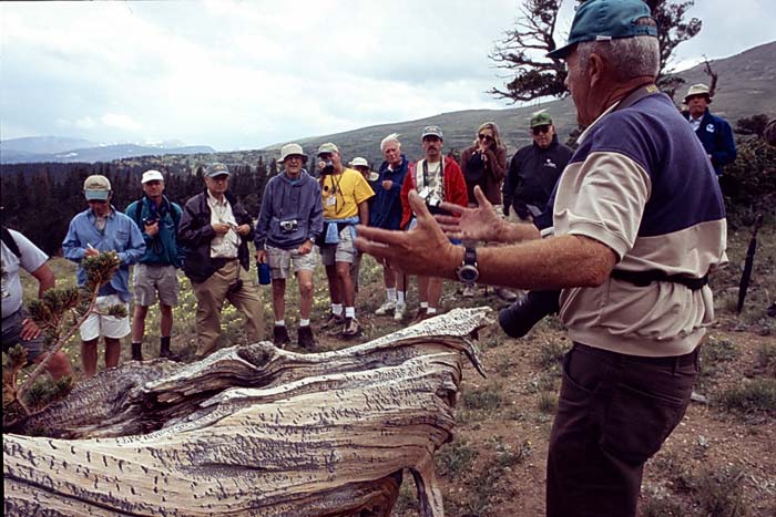 Conifer Society, Denver 2003; Windy Ridge [314-22.jpg]