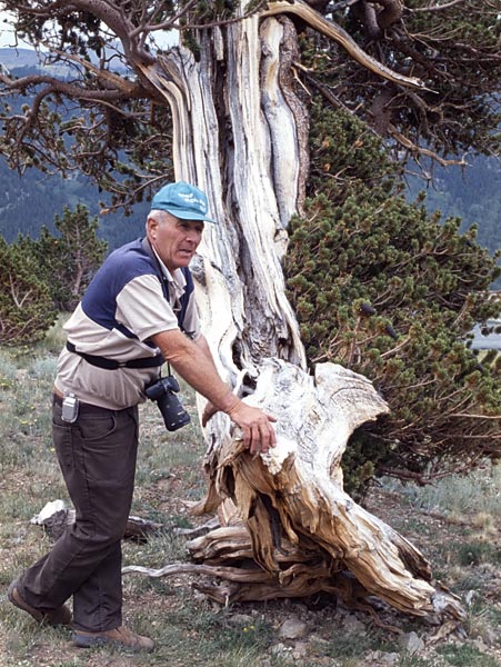 Conifer Society, Denver 2003; Windy Ridge [314-27.jpg]