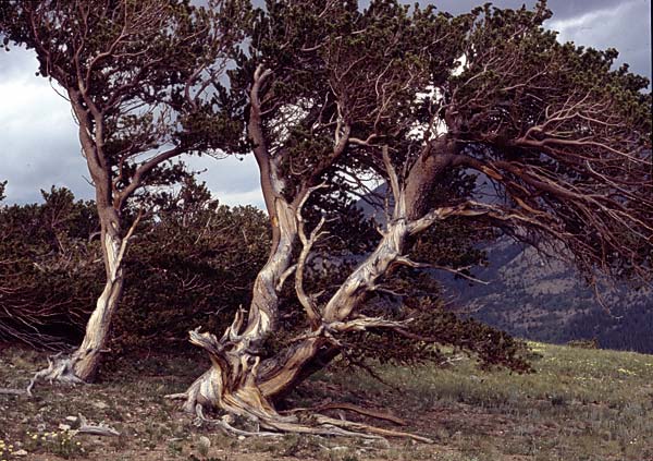 Conifer Society, Denver 2003; Windy Ridge [314-29.jpg]