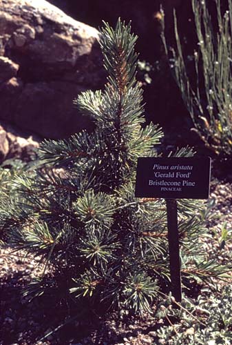 Conifer Society, Denver 2003; Betty Ford Alpine Gardens [315-16.jpg]