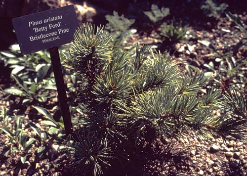 Conifer Society, Denver 2003; Betty Ford Alpine Gardens [315-17.jpg]