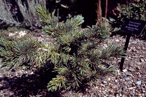 Conifer Society, Denver 2003; Betty Ford Alpine Gardens [315-18.jpg]