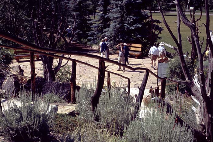 Conifer Society, Denver 2003; Betty Ford Alpine Gardens [315-19.jpg]