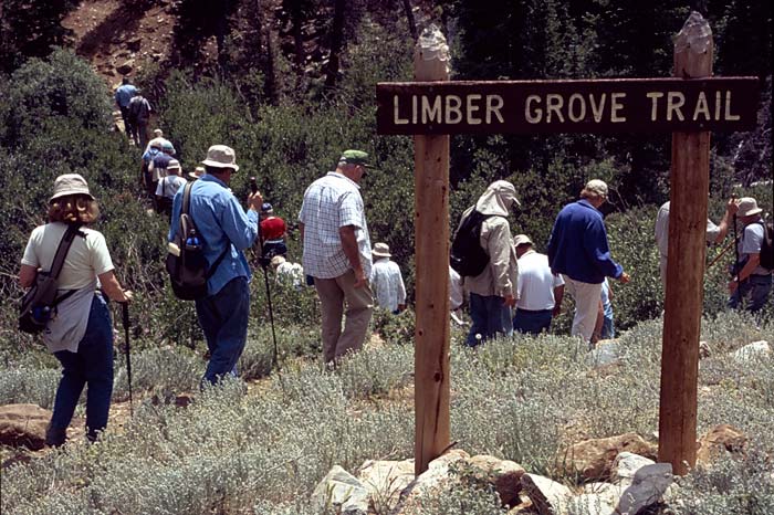 Conifer Society, Denver 2003; Limber Pine Grove [315-30.jpg]