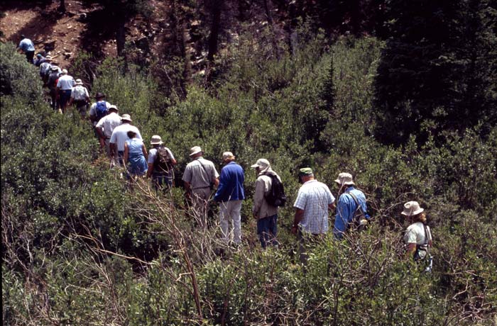 Conifer Society, Denver 2003; Limber Pine Grove [315-31.jpg]