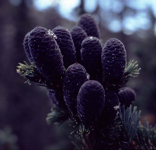 Conifer Society, Denver 2003; Limber Pine Grove [316-03.jpg]