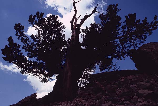 Conifer Society, Denver 2003; Limber Pine Grove [316-14.jpg]