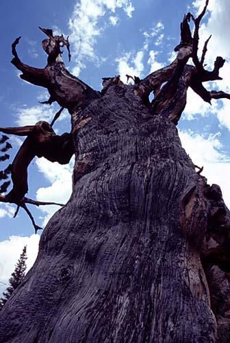 Conifer Society, Denver 2003; Limber Pine Grove [316-19.jpg]