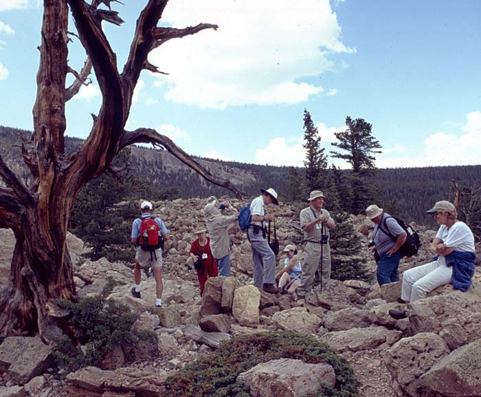 Conifer Society, Denver 2003; Limber Pine Grove [316-25.jpg]