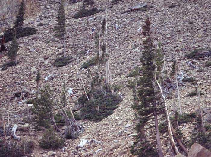 Conifer Society, Denver 2003; Limber Pine Grove [316-26.jpg]