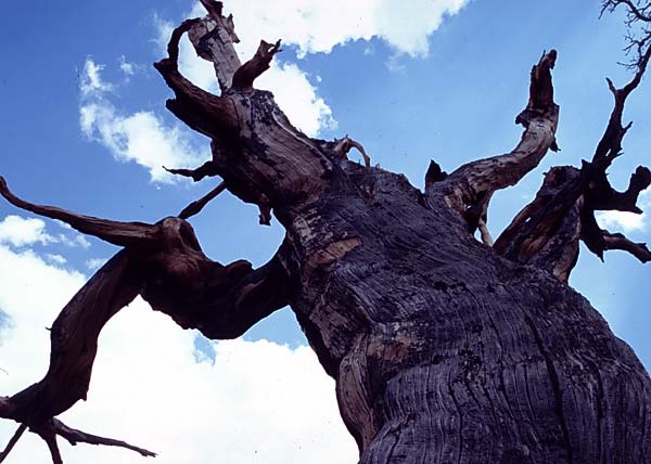 Conifer Society, Denver 2003; Limber Pine Grove [316-29.jpg]