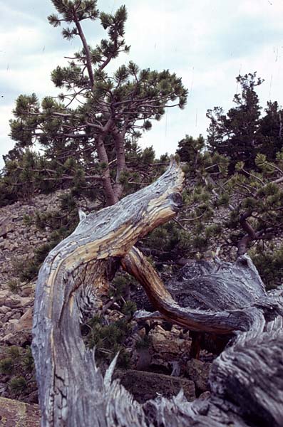 Conifer Society, Denver 2003; Limber Pine Grove [316-35.jpg]