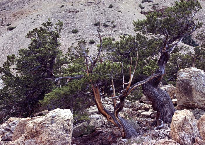 Conifer Society, Denver 2003; Limber Pine Grove [316-36.jpg]