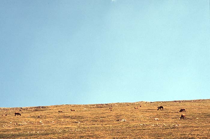 Conifer Society, Denver 2003; Rocky Mountain National Park [318-32.jpg]