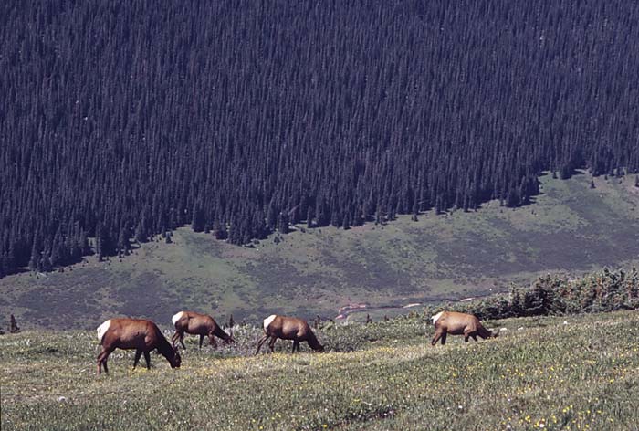 Conifer Society, Denver 2003; Rocky Mountain National Park [318-34.jpg]