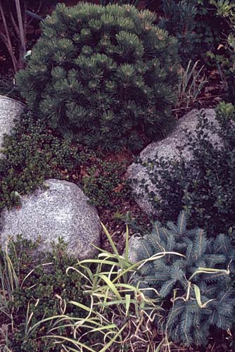 Conifer Society, Denver 2003; Allan Taylor Garden [321-24.jpg]