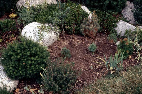 Conifer Society, Denver 2003; Allan Taylor Garden [321-25.jpg]