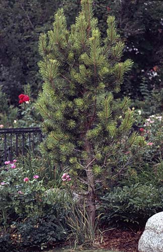 Conifer Society, Denver 2003; Allan Taylor Garden [321-26.jpg]